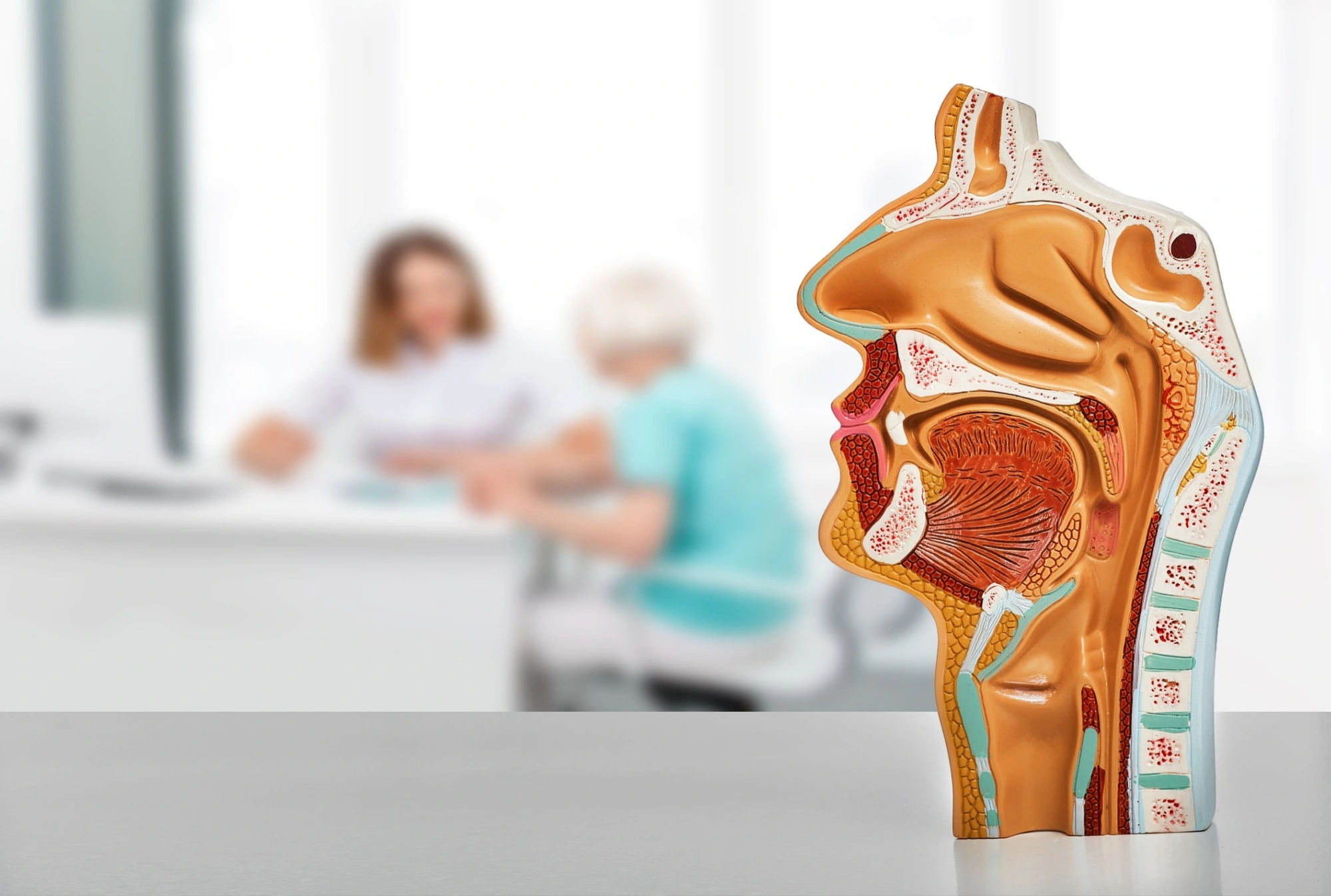 A cutout illustration of the sinuses while an ENT consults with a patient in the background